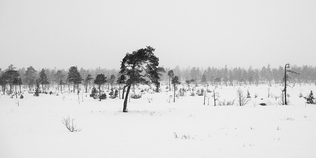 A Desolate Landscape Of A Snow-Covered Field With Trees Under A Cloudy Sky; Arjeplog, Norrbotten County, Sweden