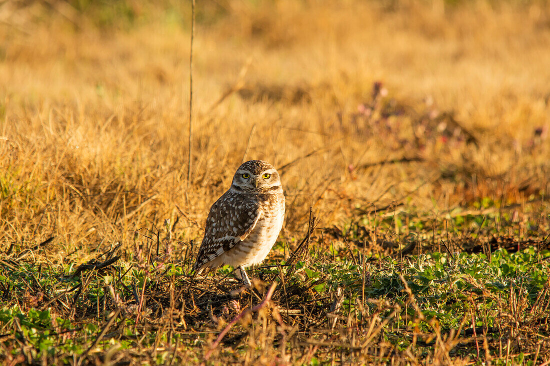 A Burrowing Owl (Athene Cunicularia) Looks At The Camera, The Early Morning Light Bathes The Scene In Warm Colours; Tunuyan, Mendoza, Argentina