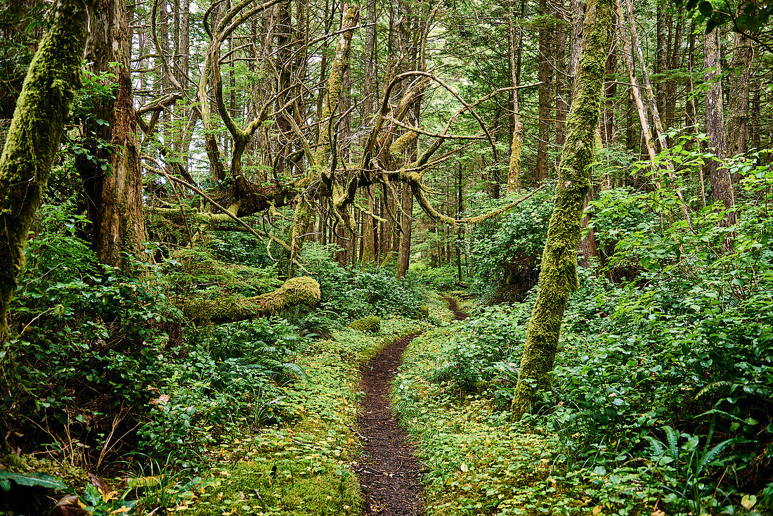 Lush Foliage In A Temperate Rainforest, Cape Scott Provincial Park; British Columbia, Canada