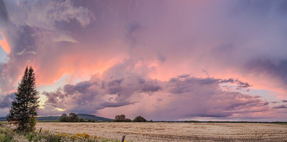Dramatic Pink Glow In Storm Clouds Over A Field At Sunset; Thunder Bay, Ontario, Canada
