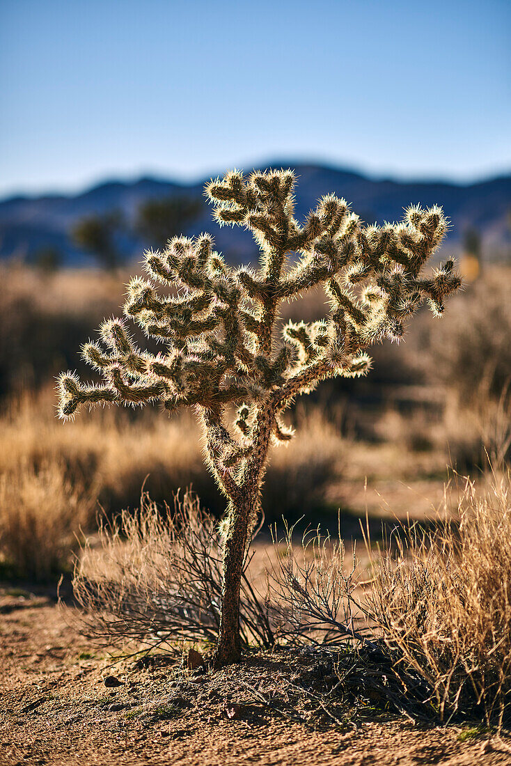 Close-Up Of A Backlit Cactus, Joshua Tree National Park; California, United States Of America