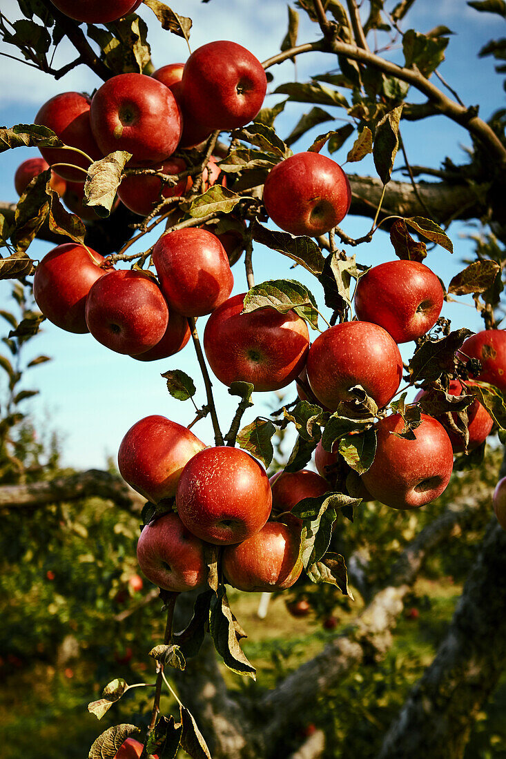 Ripe, Red Apples On An Apple Tree In An Orchard; Quebec, Canada
