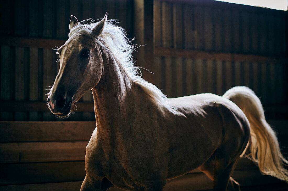 A Backlit Horse Galloping In A Stable; Canada