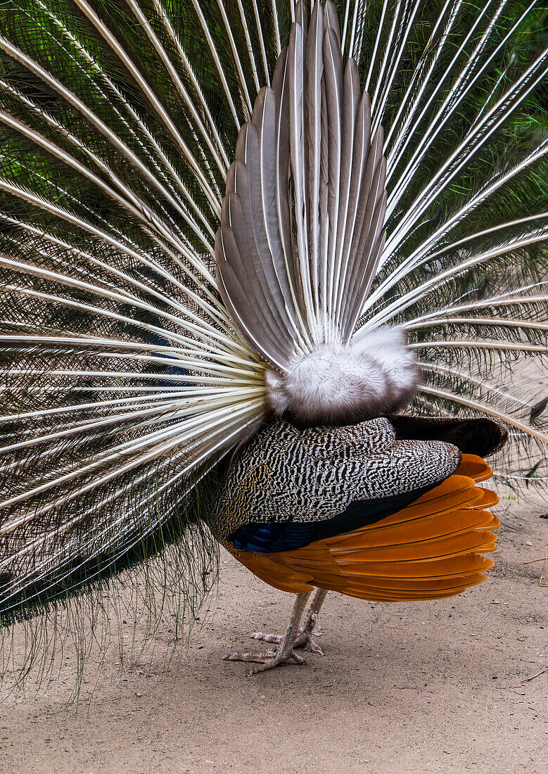 A Peacock Putting On A Mating Display, Seen From Behind; Victoria, British Columbia, Canada