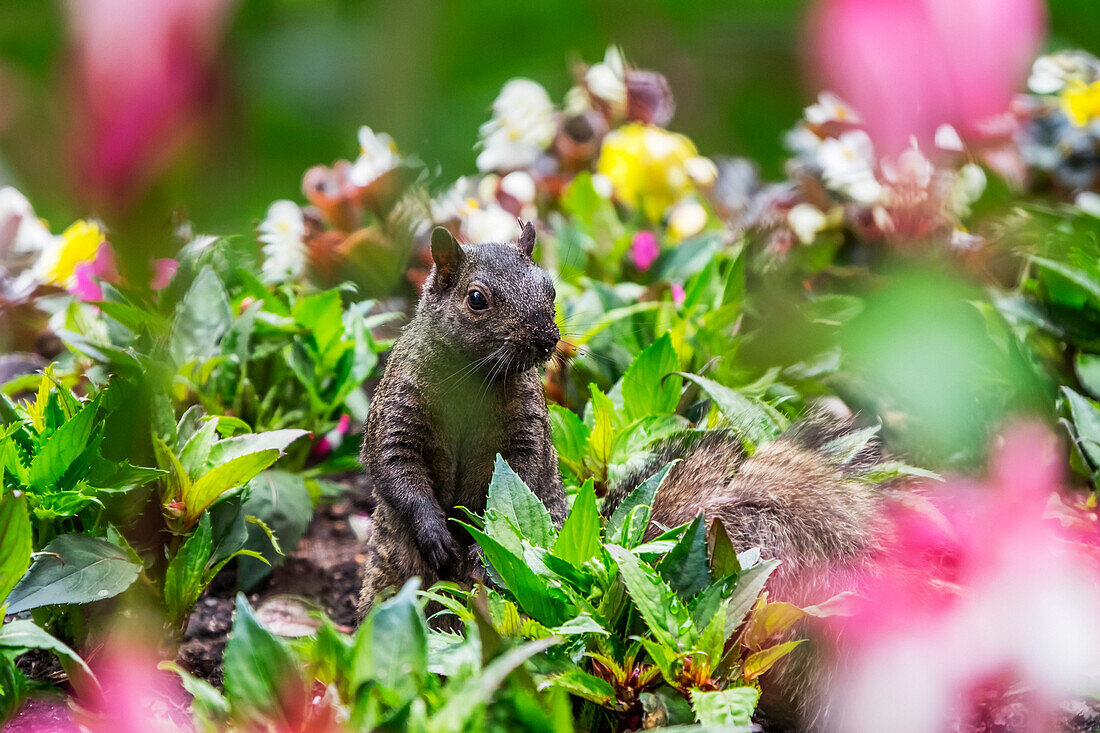 A Eastern Grey Squirrel (Sciurus Carolinensis) Looking Out From Among A Bed Of Flowers In Beacon Hill Park; Victoria, British Columbia, Canada