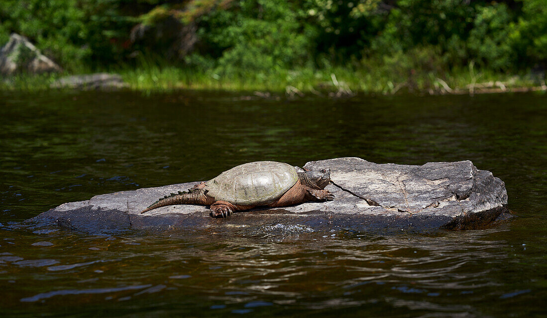 A Snapping Turtle (Chelydra Serpentina) Rests On A Rock In The Water, Algonquin Provincial Park; Ontario, Canada