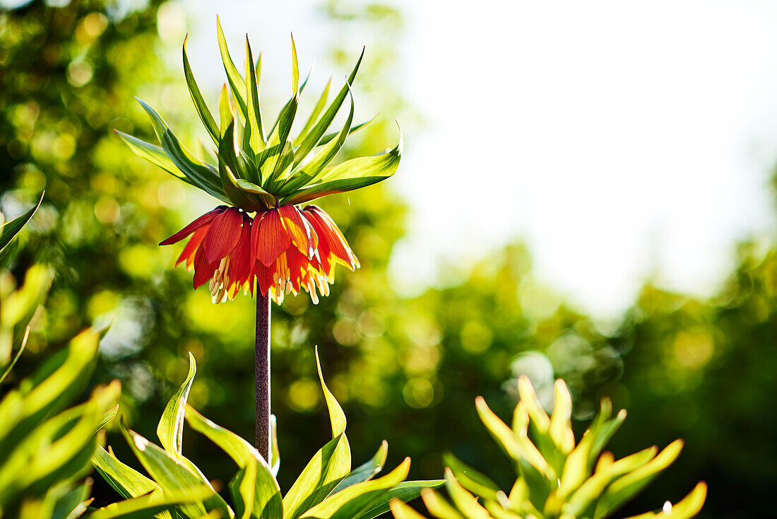 Nahaufnahme einer blühenden roten Blume, Guild Park And Gardens; Scarborough, Ontario, Kanada