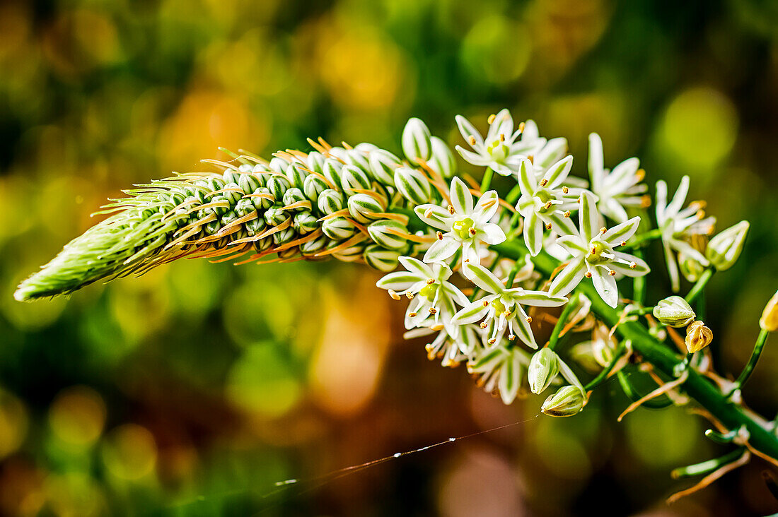 Close-Up Of A Cluster Of Flowers Blossoming; Scarborough, Ontario, Canada