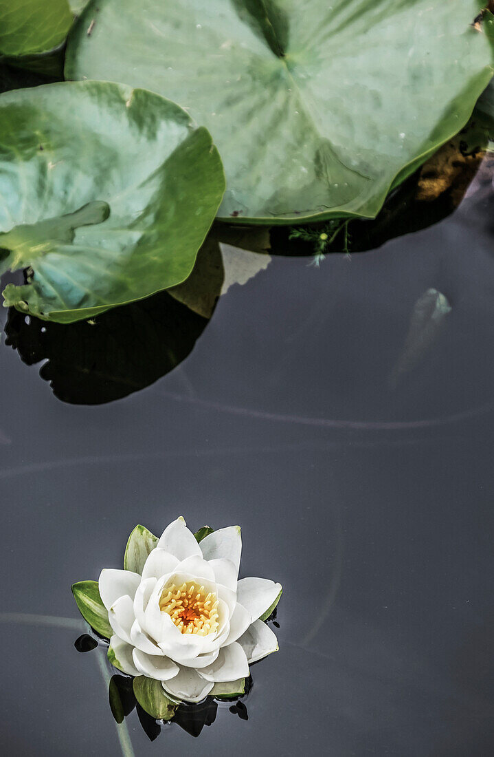 A Water Lily (Nymphaeaceae) In Beacon Hill Park; Victoria, British Columbia, Canada