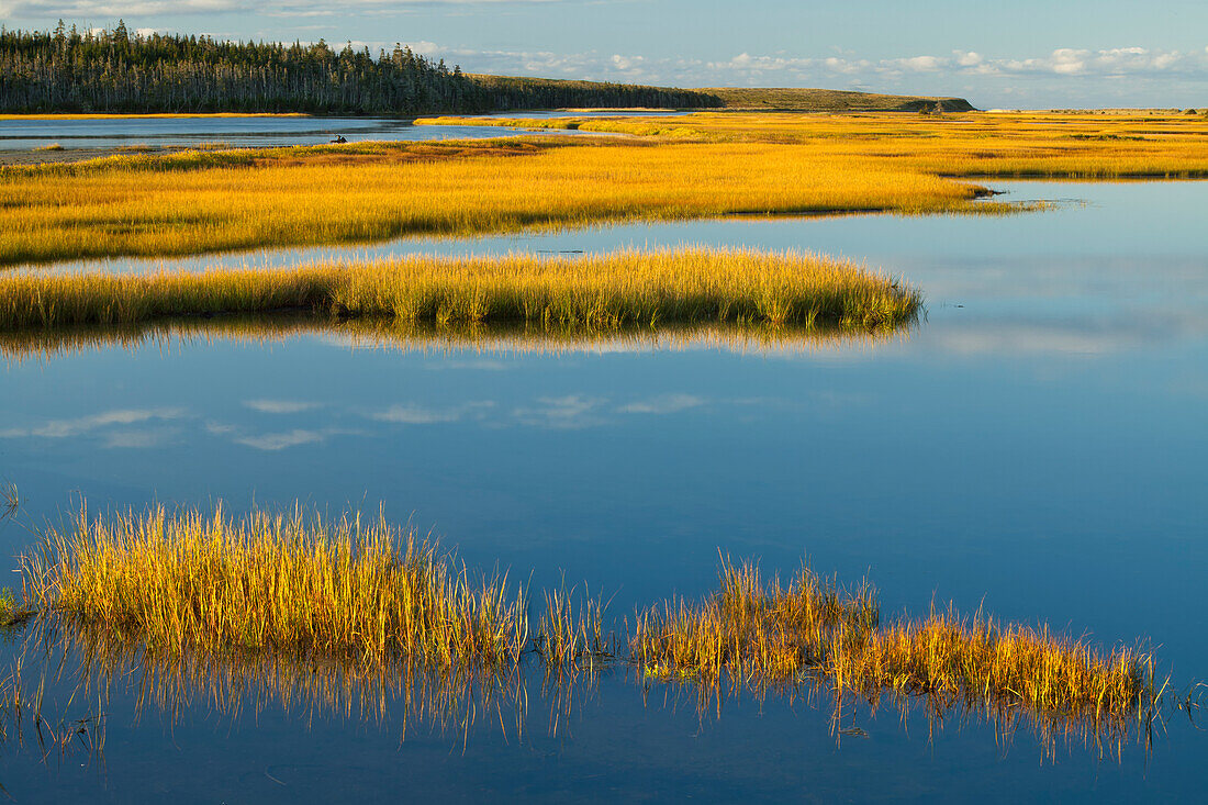 Coastal Marsh And Woods; Framboise, Cape Breton Island, Nova Scotia, Canada