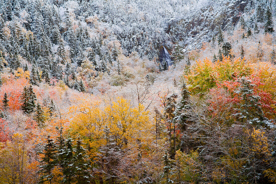 Waterfall And Autumn Colours In Snow On Sugarloaf Mountain, A Protected Crown Wilderness Area Along The Northeast Margaree River At Big Intervale; Cape Breton Island, Nova Scotia, Canada