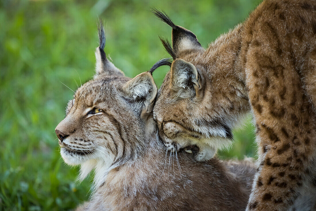 Close-Up Of Canada Lynx (Lynx Canadensis) Grooming Another; Cabarceno, Cantabria, Spain