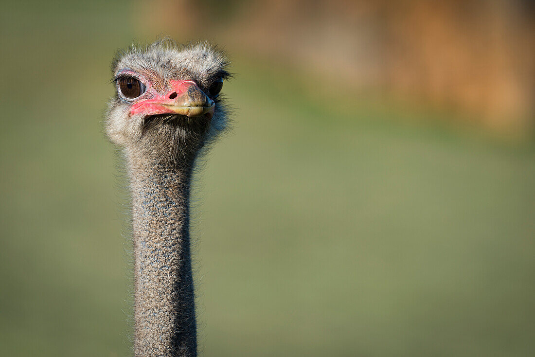Close-Up Of Ostrich (Struthio Camelus) Against Blurred Green Background; Cabarceno, Cantabria, Spain