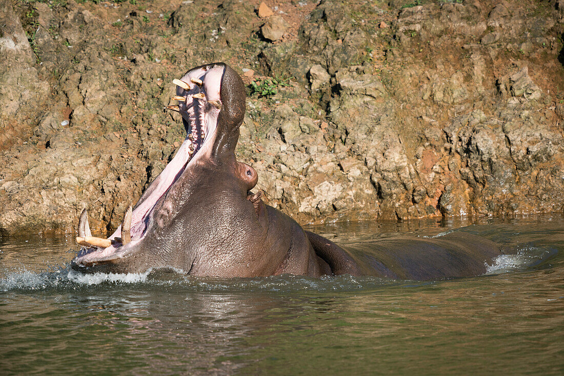 Hippopotamus (Hippopotamus Amphibius) Lifting Head To Open Mouth Wide; Cabarceno, Cantabria, Spain