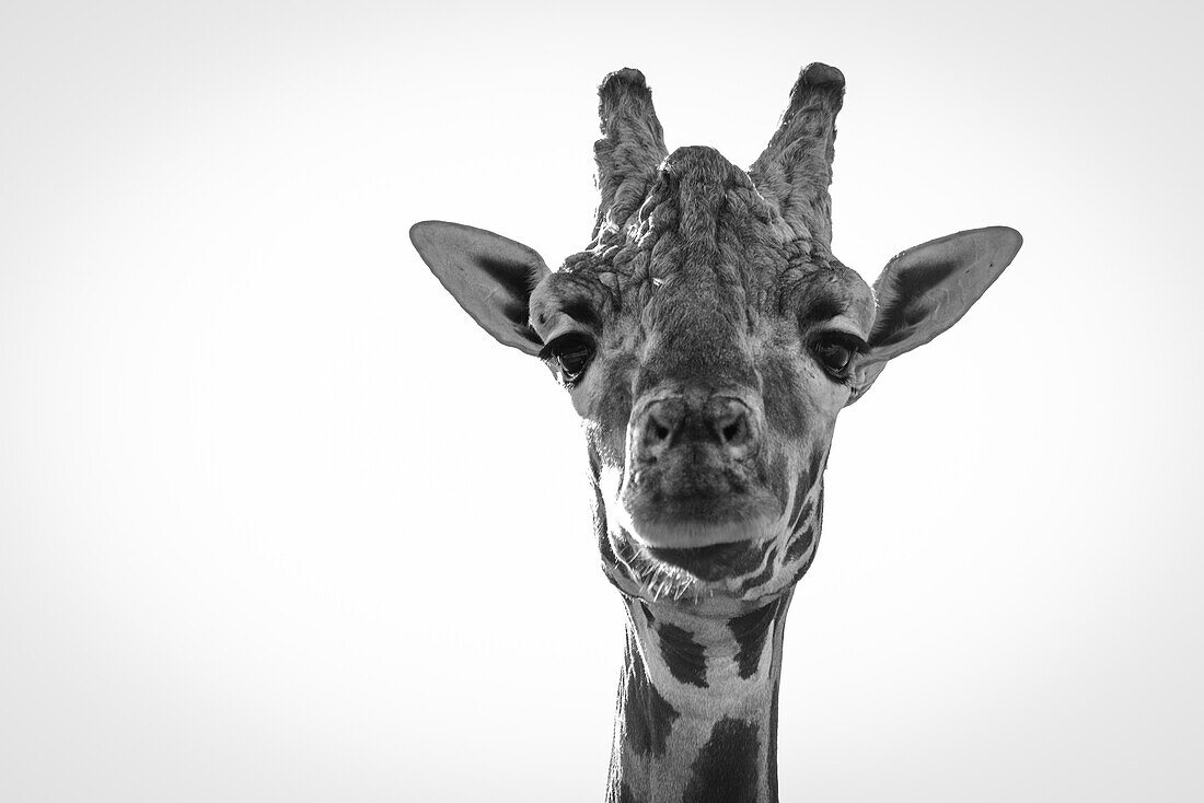 Close-Up Of Giraffe (Giraffa Camelopardalis) Looking At Camera; Cabarceno, Cantabria, Spain