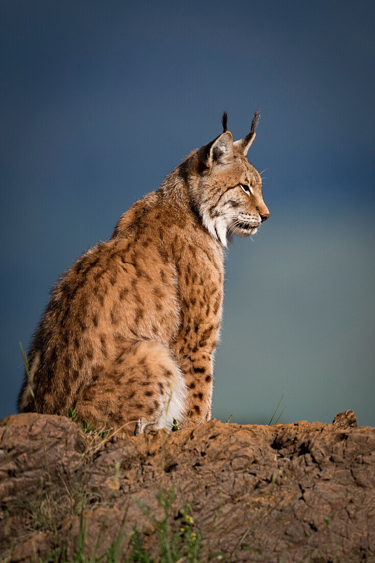 Canada Lynx (Lynx Canadensis) In Profile Sitting On A Rock In The Sunlight; Cabarceno, Cantabria, Spain
