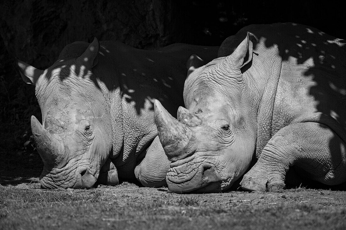 Close-Up Of White Rhinoceros (Ceratotherium Simum) In Shade; Cabarceno, Cantabria, Spain