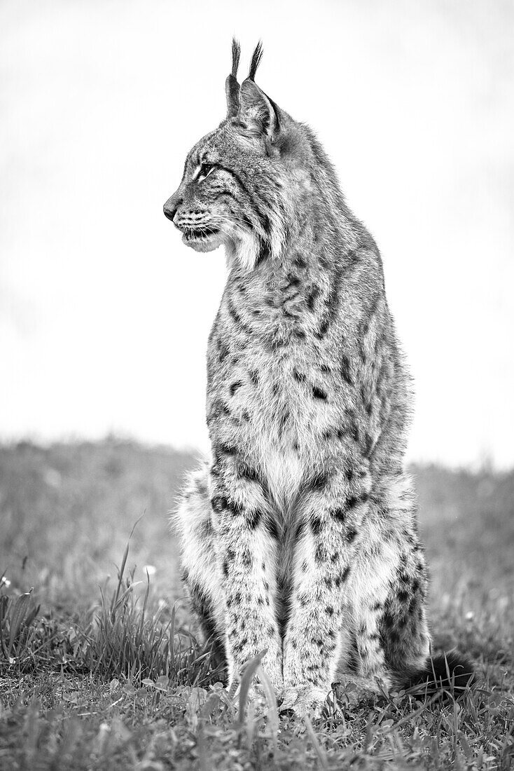 Canada Lynx (Lynx Canadensis) Sits On Grass Looking Sideways; Cabarceno, Cantabria, Spain
