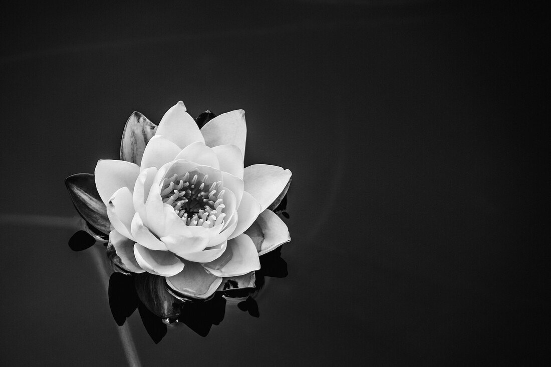 A Water Lily (Nymphaeaceae) In A Pond; Victoria, British Columbia, Canada