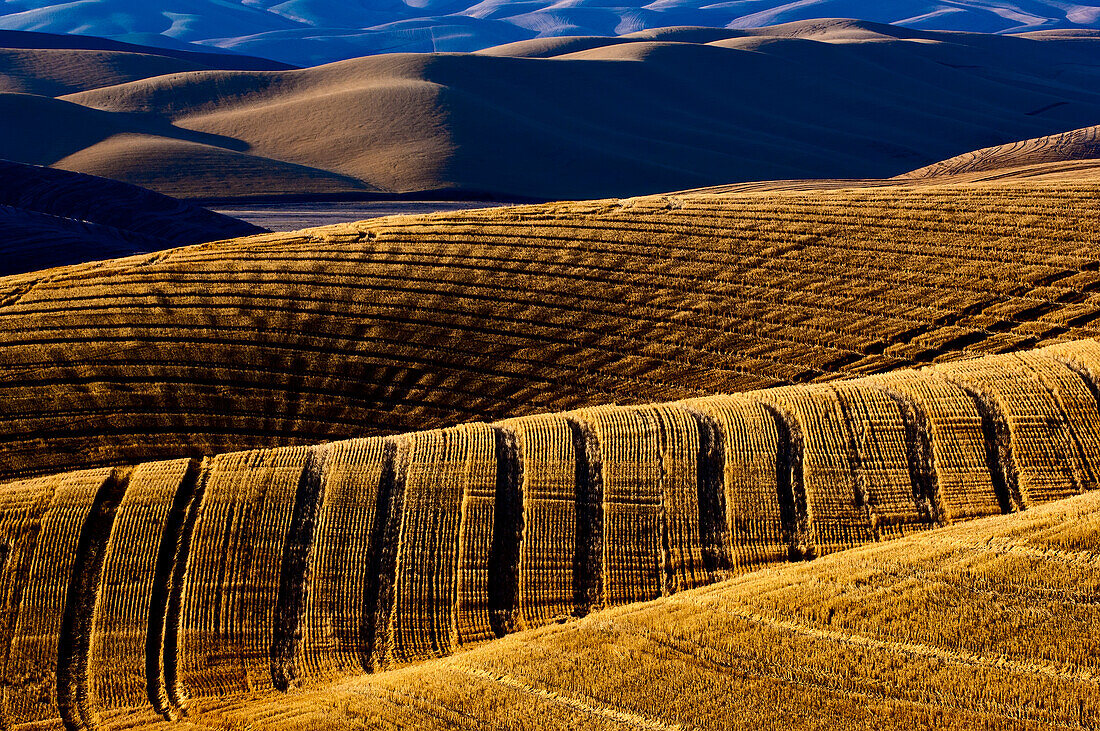 Harvested Fields On Rolling Hills With Shadows Cast At Sunset; Washington, United States Of America