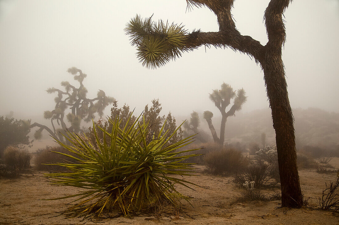 Desert Landscape With Joshua Trees (Yucca Brevifolia), Yucca Plants, Cholla Cactus (Cylindropuntia) And Other Plants In Winter Fog At Joshua Tree National Park; California, United States Of America