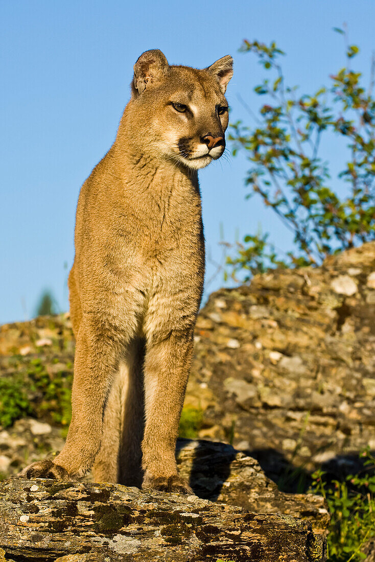 Mountain Lion (Puma Concolor) On Rocks, Captive, Controlled Conditions; Washington, United States Of America