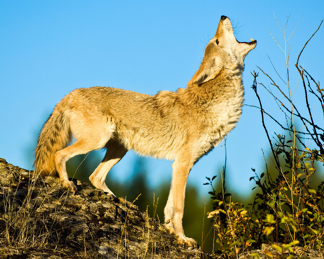 Howling Coyote (Canis Latrans) On A Rocky Ridge; Washington, United States Of America