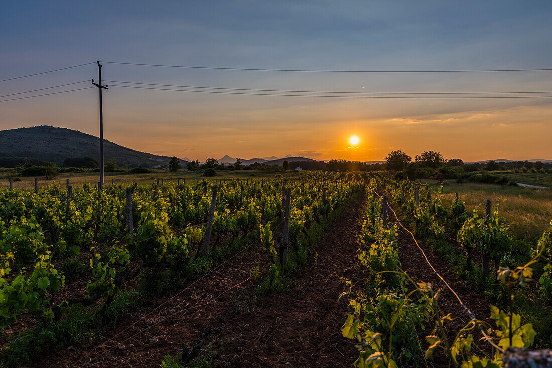 Sunlight Illuminates A Vineyard At Sunset; Medjugorje, Bosnia And Herzegovina