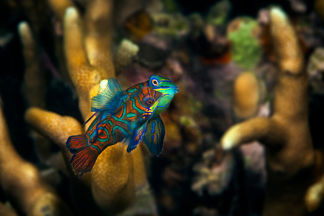 A Rare Moment Catching Two Mating Mandarin Fish (Siniperca Chuatsi); Moalboal, Cebu, Central Visayas, Philippines