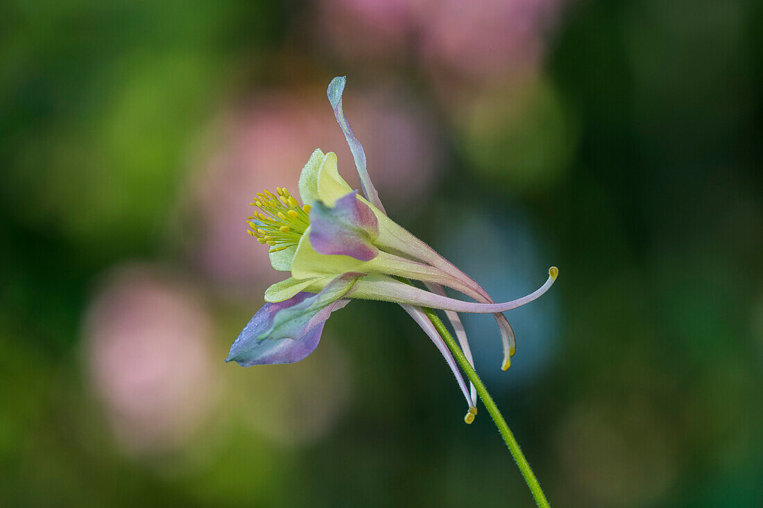 Eine Akelei (Aquilegia) blüht in einem bunten Garten; Astoria, Oregon, Vereinigte Staaten von Amerika