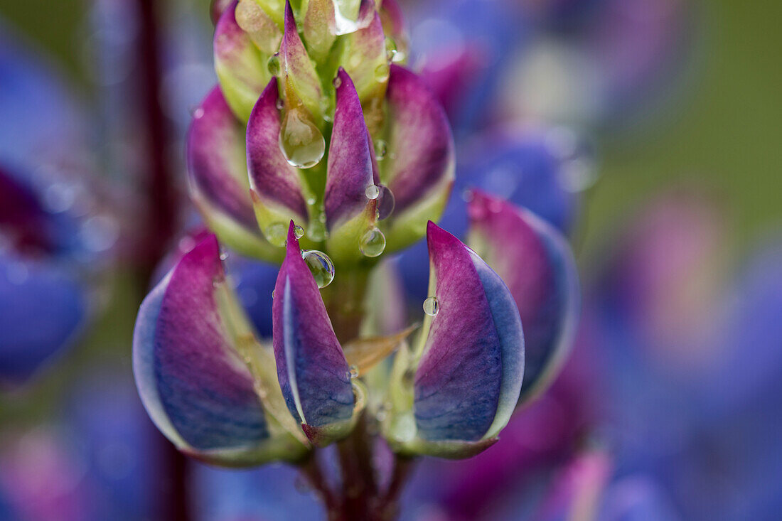 Bunte Lupine (Lupinus) blüht; Astoria, Oregon, Vereinigte Staaten von Amerika