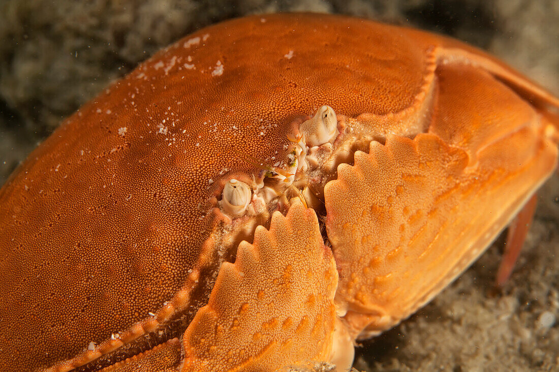 Smooth Box Crab (Calappa Calappa); Moalboal, Cebu, Central Visayas, Philippines