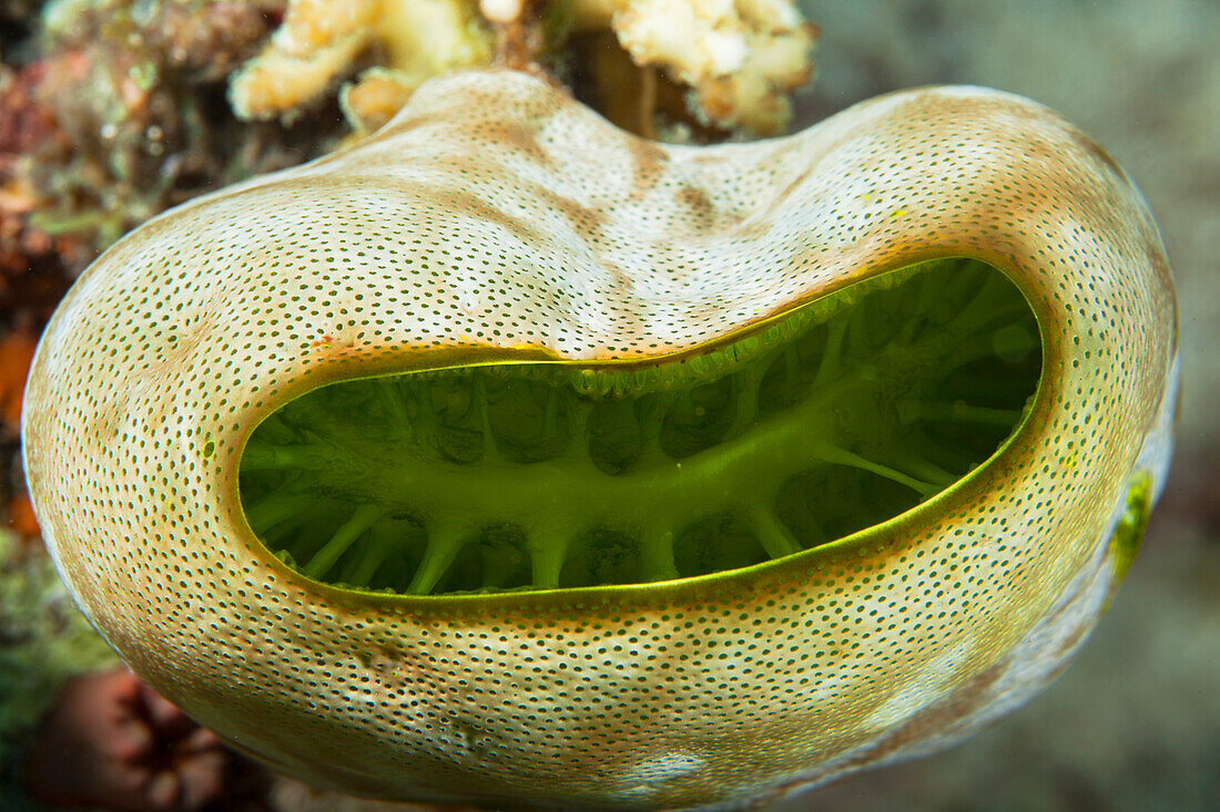 View Inside Coral; Anda, Bohol, Central Visayas, Philippines