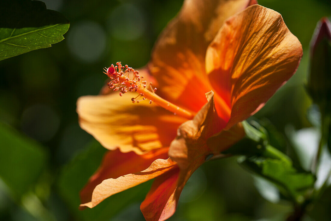 Orange Hibiscus; Anda, Bohol, Central Visayas, Philippines