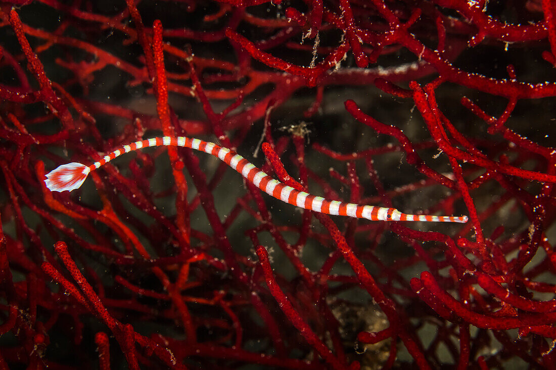 Coral Banded Pipefish; Moalboal, Cebu, Central Visayas, Philippines