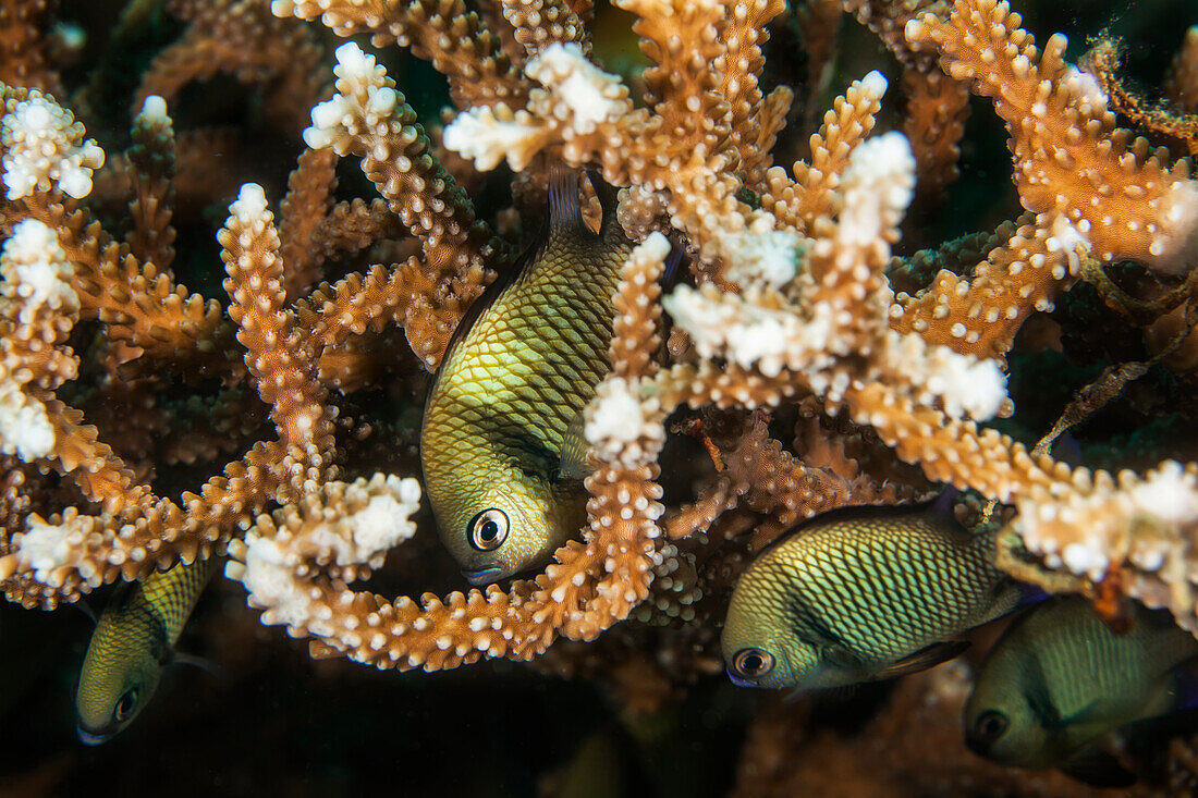 A Group Of Damselfish Among Coral; Moalboal, Cebu, Central Visayas, Philippines