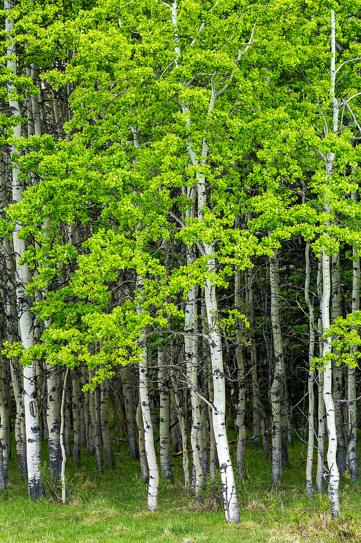 White Barked Aspen Trees In A Forest; Alberta, Canada
