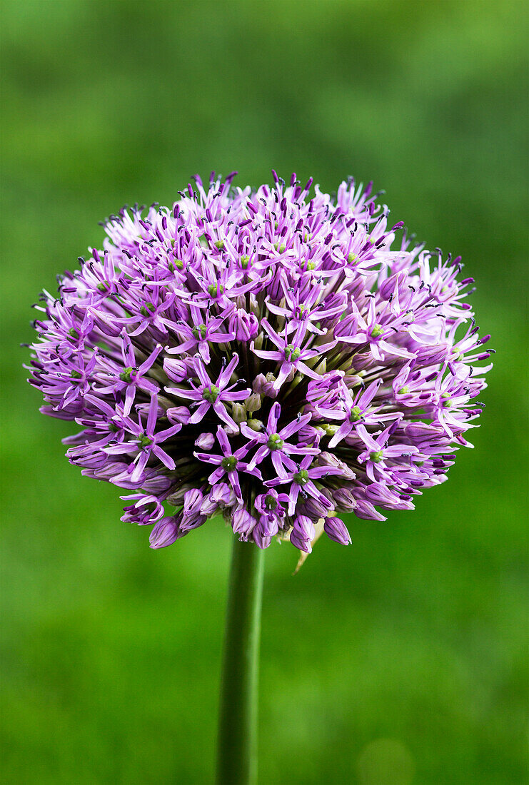 Nahaufnahme der Spitze einer großen Allium-Pflanze; Calgary, Alberta, Kanada