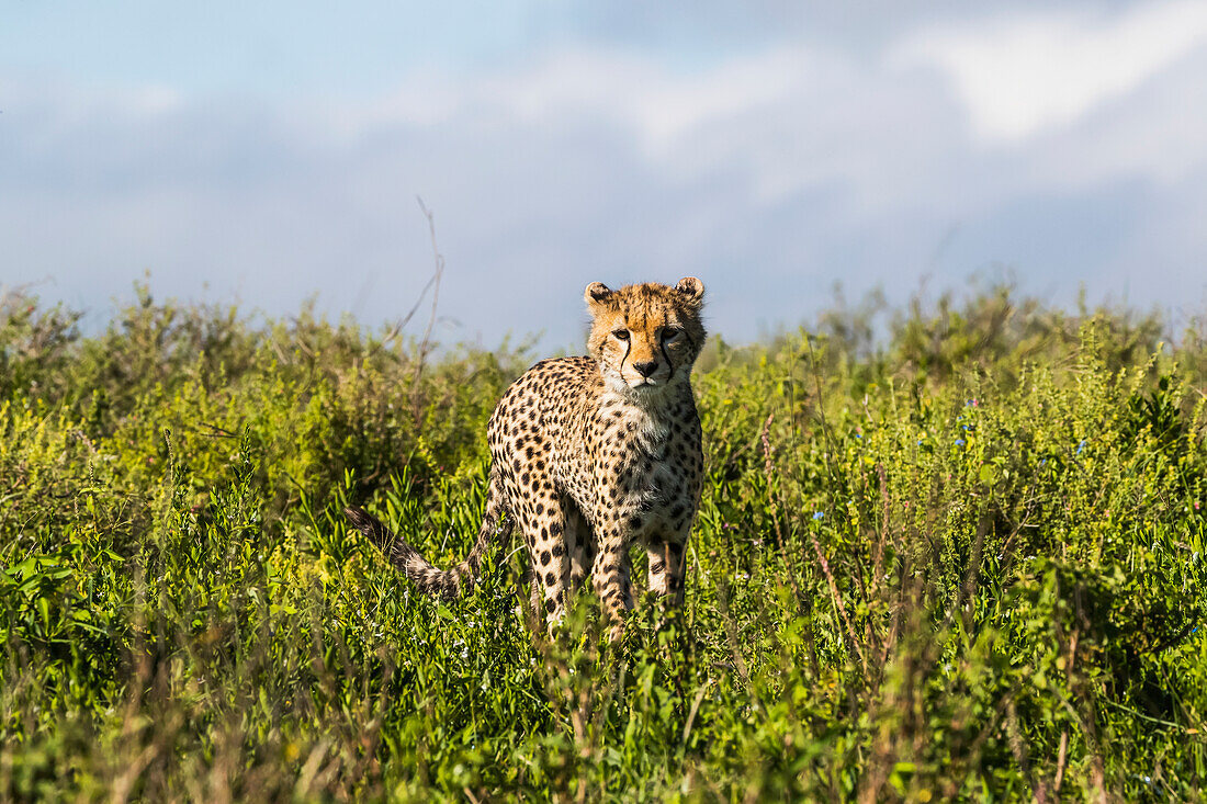 Young Cheetah (Acinonyx Jubatus), Serengeti; Tanzania