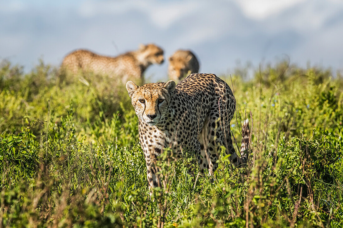 Cheetahs (Acinonyx Jubatus); Tanzania