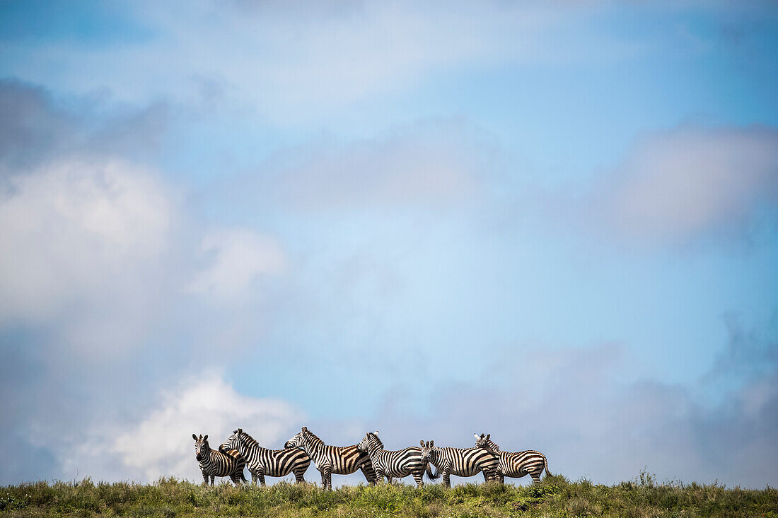 Zebras Standing In A Group; Tanzania