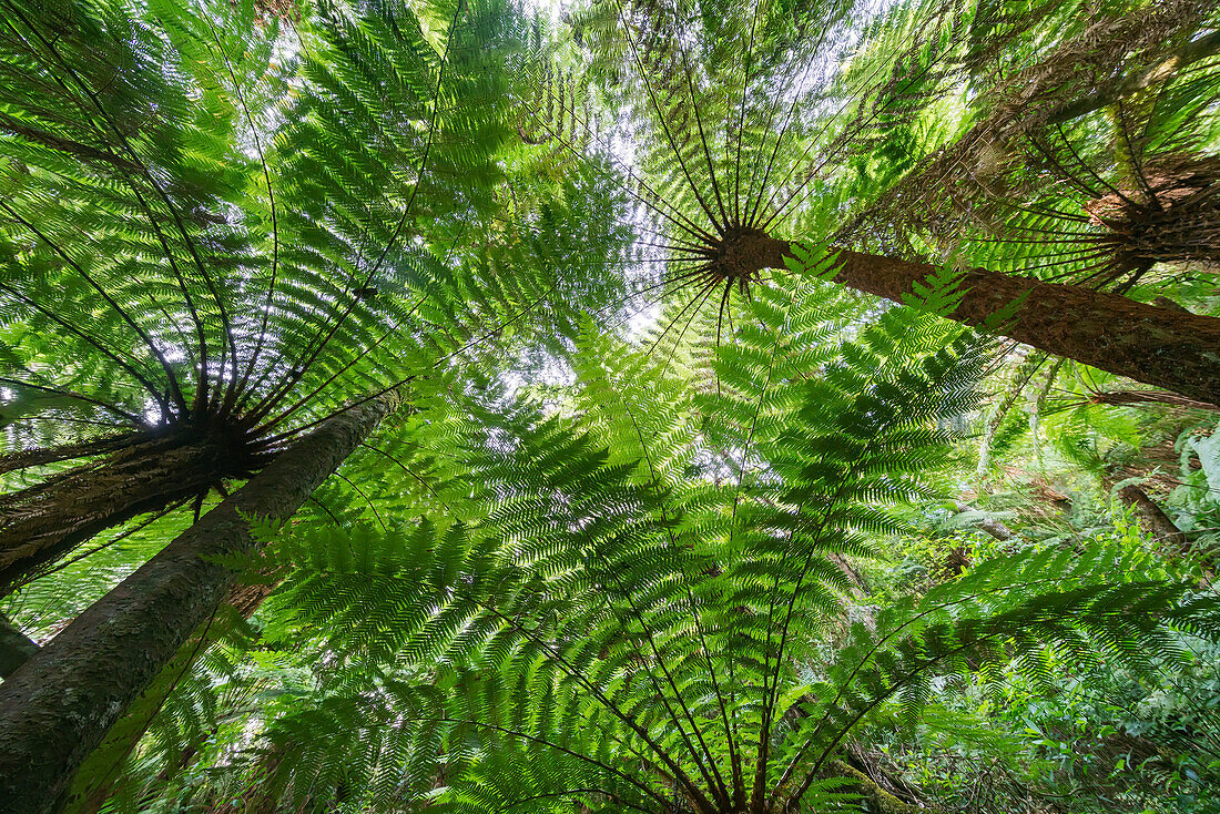 The Massive Fern Forests, Growing To 15 Metres In Height; Samaipata, Bolivia
