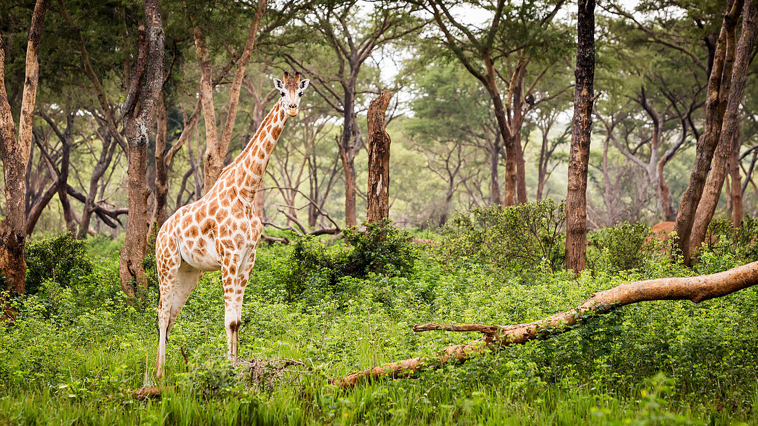 A Giraffe (Giraffa) Standing In A Forest, Murchison Falls National Park; Uganda