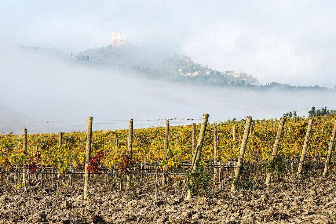 Close View Of The Yellow Vineyard And Field With Distant Gray And Green Tuscany Hills Disappearing In The Mist Near Castiglione D'orcia; Tuscany, Italy