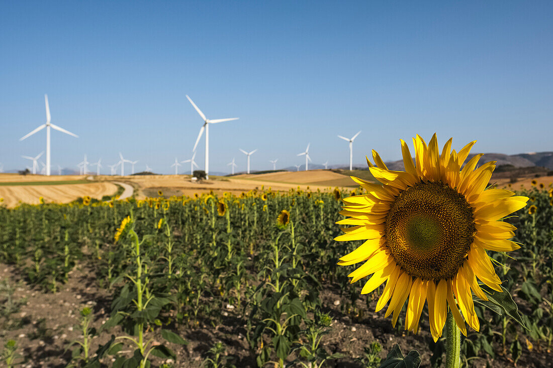 Common Sunflower (Helianthus Annuus, Asteraceae) With Wind Turbines In The Background; Campillos, Malaga, Andalucia, Spain