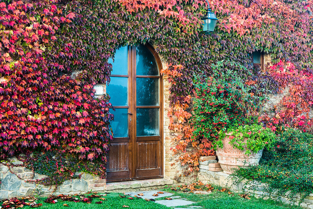 A Colourful Autumn Ivy Almost Completely Covers A Private Tuscany House; Tuscany, Italy