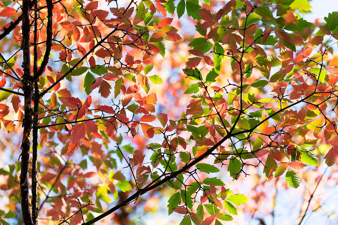 Autumn Coloured Foliage On A Tree At The Japanese Gardens On Mayne Island; Gulf Islands, British Columbia, Canada