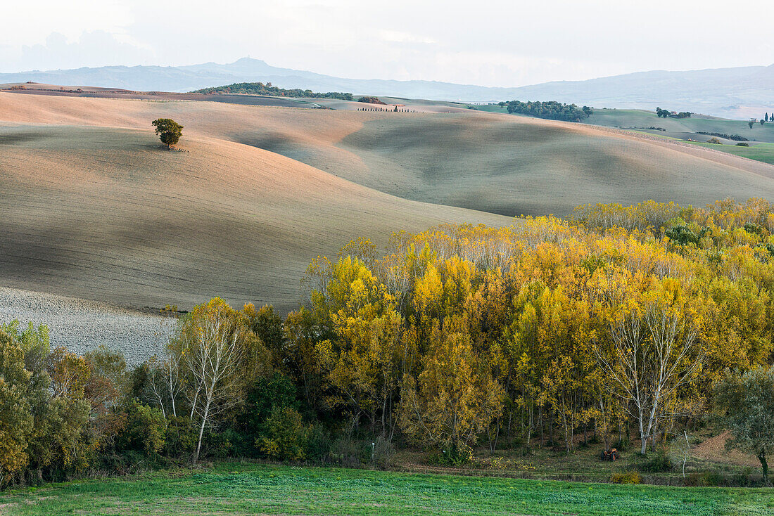 A Lone Tree On The Gray Cultivated Tuscany Land Near San Quirico D'orcia And Autumn Coloured Forests, Illuminated By The Setting Sun; Tuscany, Italy