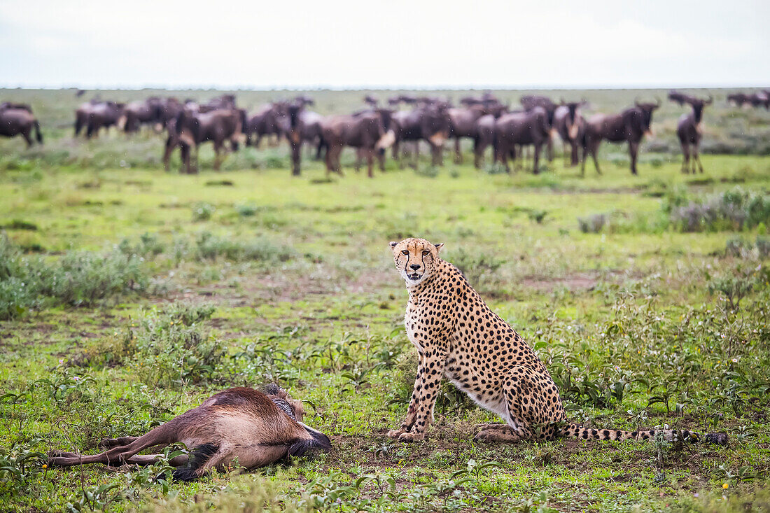 Cheetah (Acinonyx Jubatus) With It's Wildebeest Kill After A Hunt, Serengeti; Tanzania