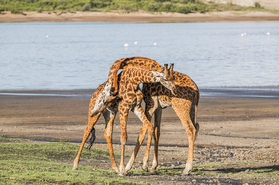 Giraffes (Giraffa) With Necks Intertwined, Serengeti; Tanzania
